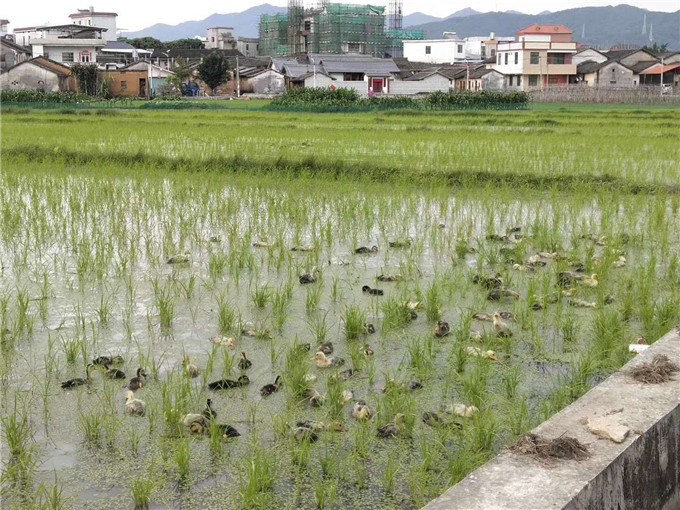 種養(yǎng)一體