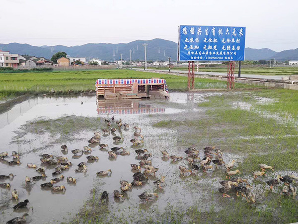 養(yǎng)殖基地