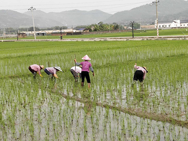 種植基地