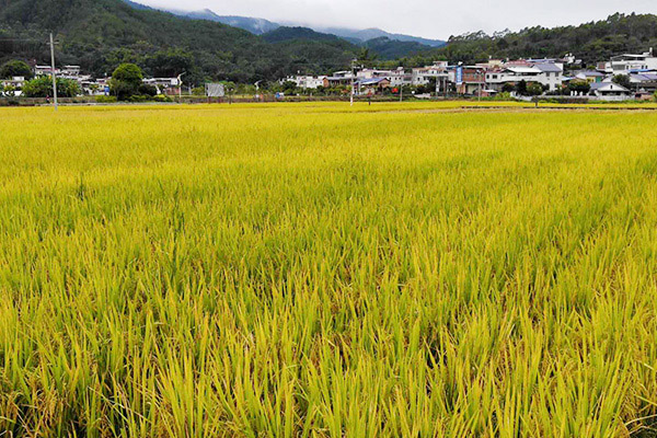 種植基地