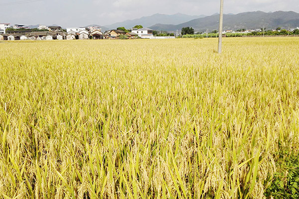 種植基地