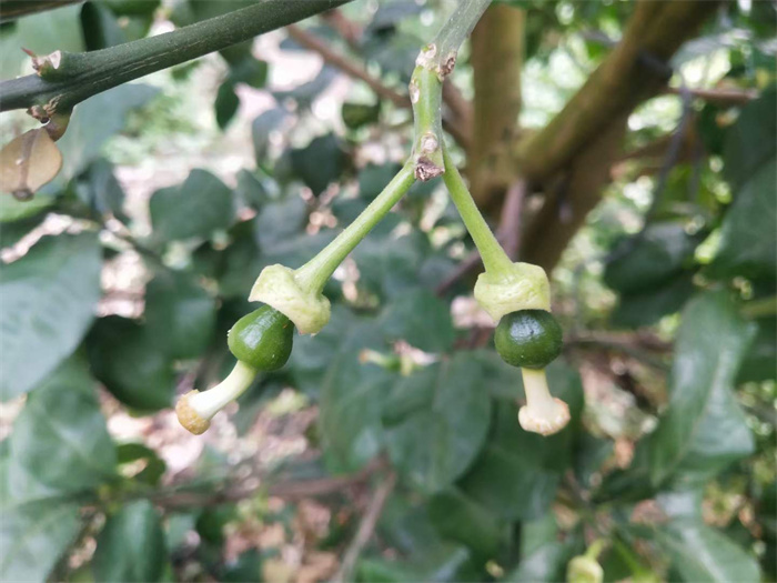 結出小果實